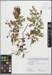 Foto von Salix pentandra L.